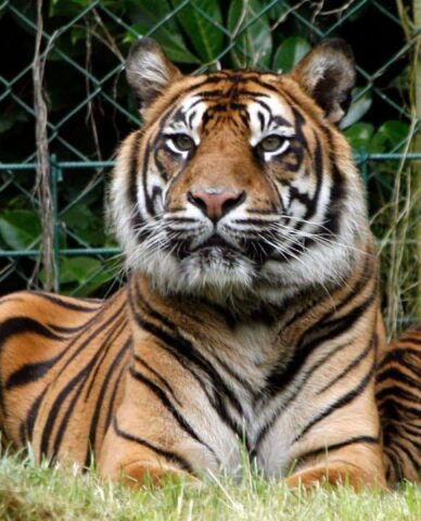 dublin-zoo-tiger-cub